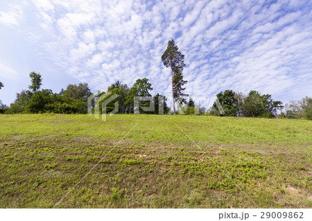 pine on the hill 29009862