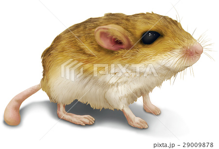 最も共有された リアル ネズミ ねずみ イラスト デスクトップ 3d キャラクター