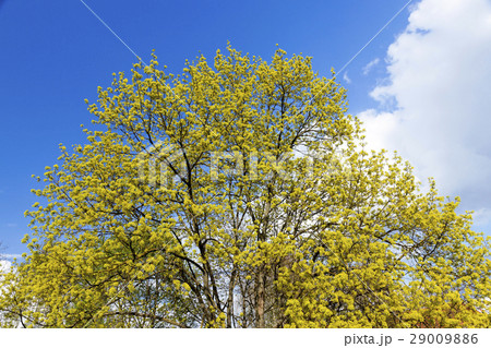 flowering maple tree 29009886