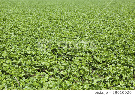 ビート　てん菜糖 29010020