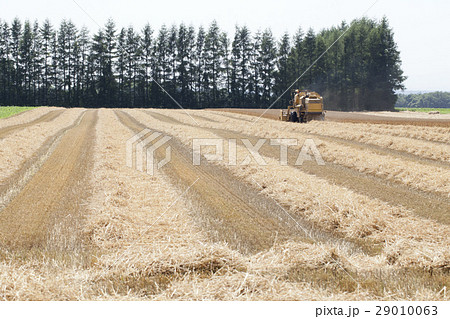 小麦の収穫 小麦の収穫 29010063