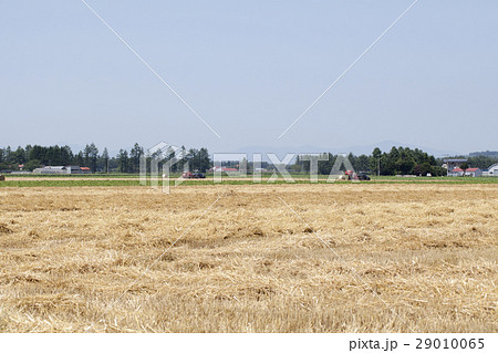 小麦の収穫 小麦の収穫 29010065