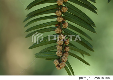 自然 植物 イヌガヤ、春に花が咲きます。葉腋に粒々がいっぱいついているのは雄花の集まりです 自然 植物 イヌガヤ、春に花が咲きます。葉腋に粒々がいっぱいついているのは雄花の集まりです 29010160