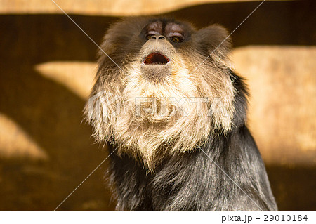 シシオザル十二面相 29010184