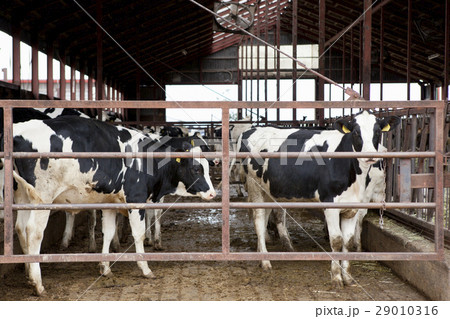 動物　ウシ　牛 29010316
