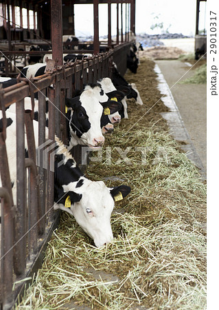 動物　ウシ　牛 29010317