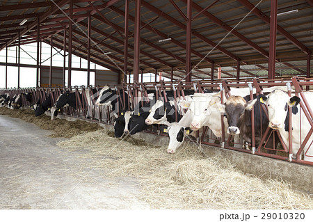 動物 ウシ 牛 動物 ウシ 牛 29010320