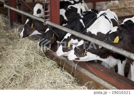 動物　ウシ　牛 29010321