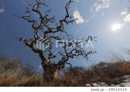 太陽としだれ栗 29010324