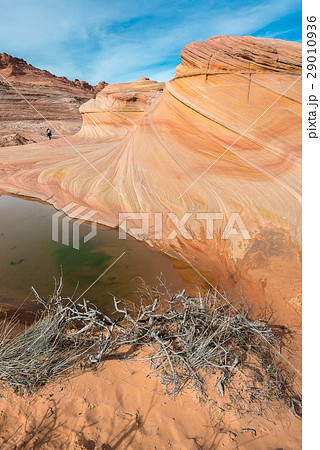 The Wave, Navajo Sandstone, Arizona The Wave, Navajo Sandstone, Arizona 29010936