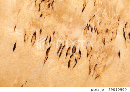 Wood pattern of Karelian birch, close-up 29010999