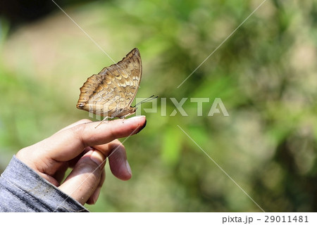 Butterfly 29011481
