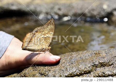 Butterfly Butterfly 29011488