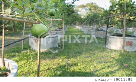 Lemons, Limes grow in rows in a Citrus Grove 29011599