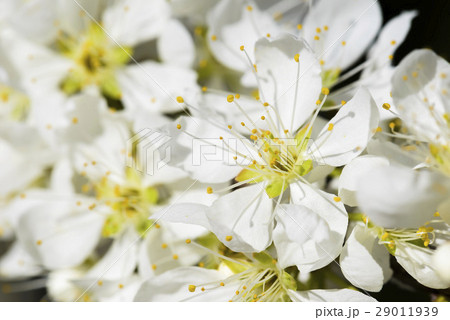 アジア人 アジアン アジア風 29011939