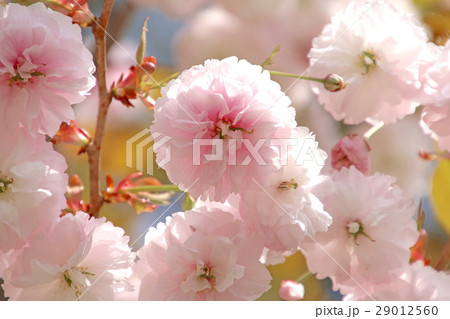 サトザクラ（里桜） 29012560