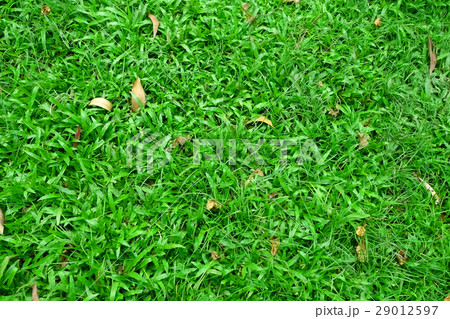 grass ground grass ground 29012597