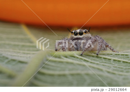 spider jumping spider jumping 29012664