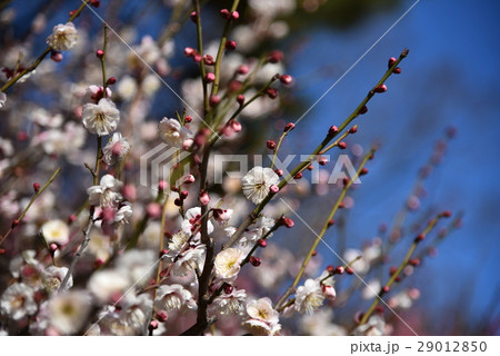 大阪城の梅 29012850