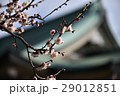 大阪城の梅 29012851