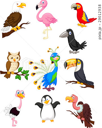 Bird cartoon collection 29012938