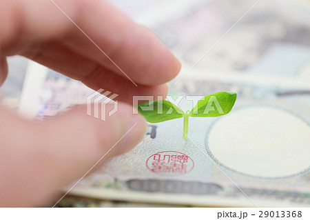 双葉と紙幣 29013368