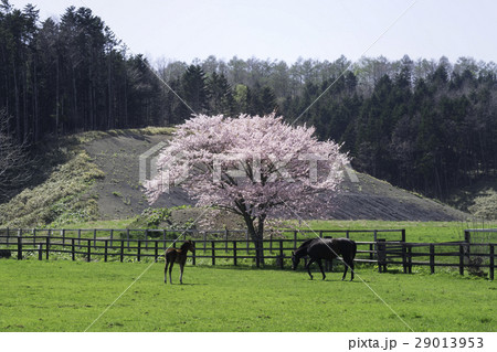 北海道の牧場 サラブレッド 馬の親子と桜 北海道の牧場 サラブレッド 馬の親子と桜 29013953