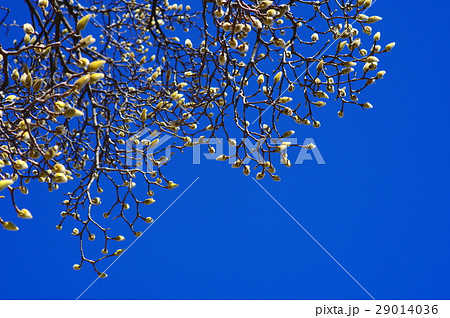 膨らむ花木の蕾と青い空 弥生三月 春近し a 膨らむ花木の蕾と青い空 弥生三月 春近し a 29014036