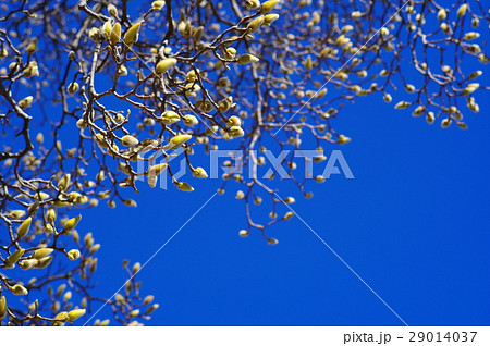 膨らむ花木の蕾と青い空　弥生三月 春近し　b 29014037