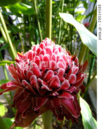 トーチジンジャー トーチジンジャー 29014388