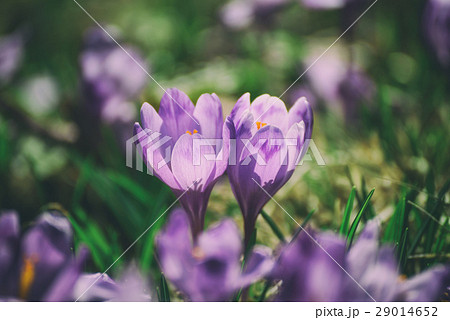 Spring crocus flower 29014652
