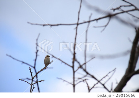 ニュウナイスズメ　スズメ目スズメ科スズメ属 29015666