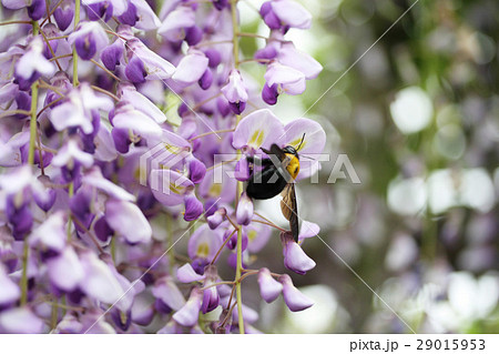 藤の花とクマバチの写真素材