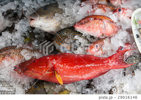 魚 魚類 サカナの写真素材 [29016146] - PIXTA