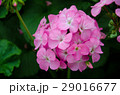 Close-up Beautiful Pink Hydrangea in the Garden 29016677