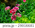 Beautiful Red Carnation with Green Background 29016681