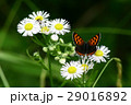 ベニシジミ 29016892