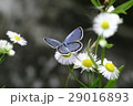 ツバメシジミ 29016893