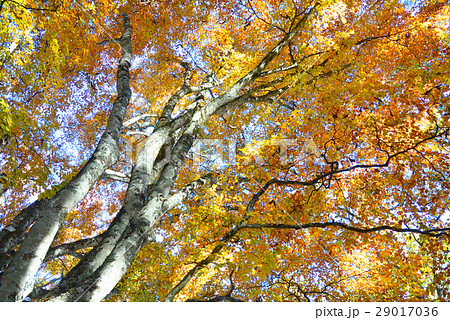 【南アルプス】 鳳凰山の黄葉 29017036