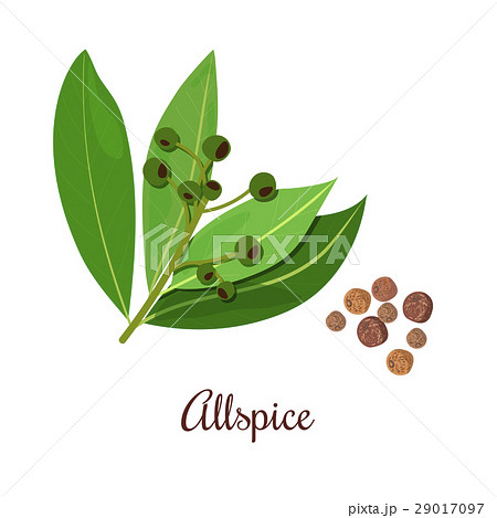 Blossoming Allspice with seeds. Blossoming Allspice with seeds. 29017097