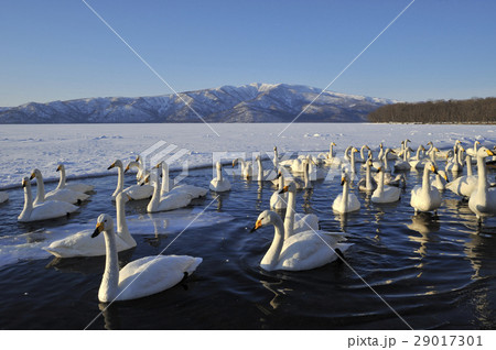 屈斜路湖のハクチョウ 屈斜路湖のハクチョウ 29017301