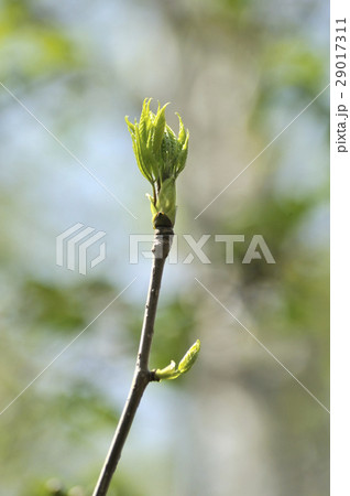 コシアブラの芽 29017311