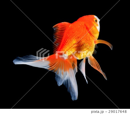 gold fish on black background gold fish on black background 29017648