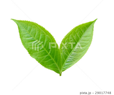 tea leaf isolated on white background tea leaf isolated on white background 29017748