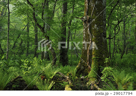 北海道の森 29017794