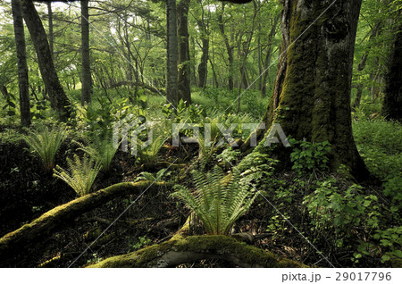 北海道の森 29017796