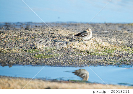 Young white wagtail Young white wagtail 29018211