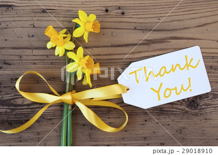 Yellow Spring Narcissus, Label, Text Thank You 29018910