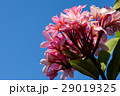 Beautiful frangipani pink flower 29019325