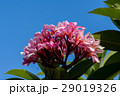 Beautiful frangipani pink flower 29019326